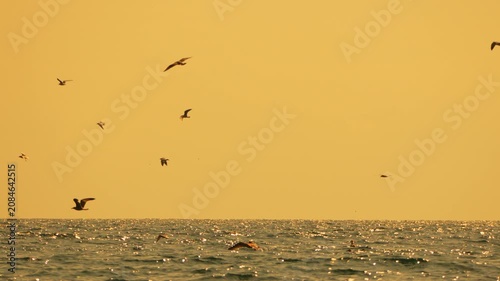 Seagulls ocean sunset golden hour silhouette birds flying over dark choppy water horizon line with vast copy space.