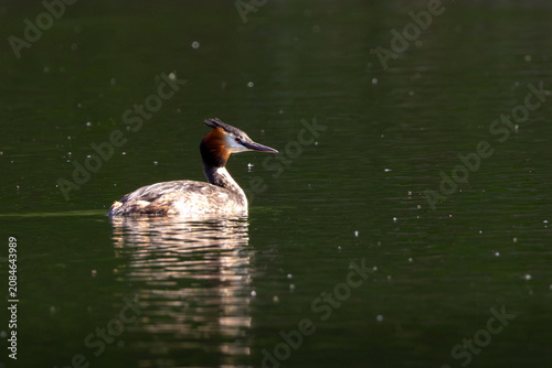 Photography Backlit Great Crested Grebe on dark water