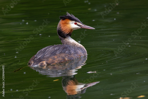 Great Crested Grebe on calm green water