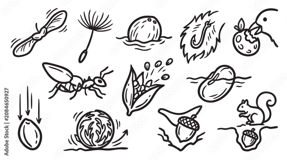 Fototapeta premium Various images illustrating seeds plant growth and dispersal mechanisms.