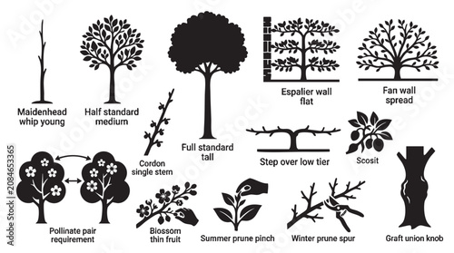 Fruit tree training and pruning methods vector icon set, gardening techniques for plant growth.