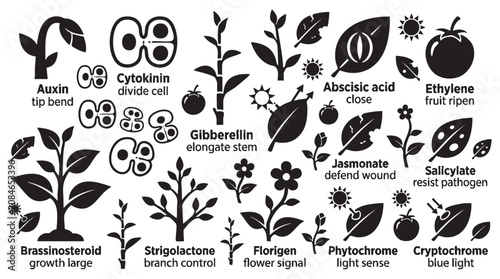 Plant hormones and growth development signals icons set.