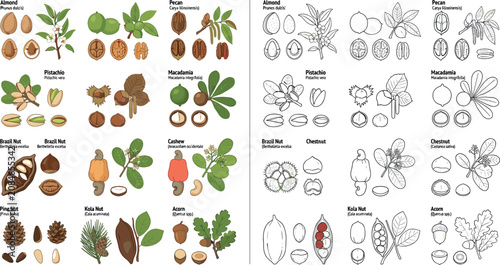 Foto Edible Nuts and Seeds Botanical Vector Set with Walnut Almond Pecan Hazelnut Cas