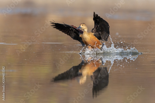 Schilderij op canvas The lesser whistling duck, also known as Indian whistling duck or lesser whistling teal, is a species of whistling duck that breeds in the Indian subcontinent and Southeast Asia