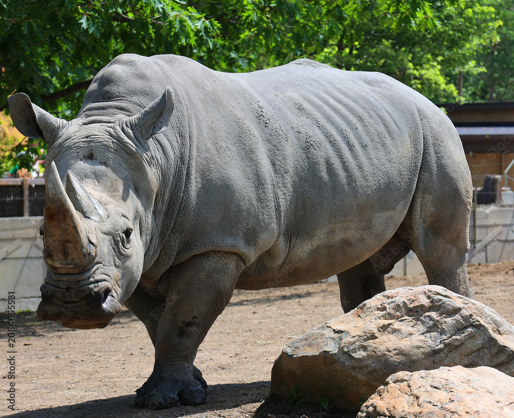 Fototapeta premium The white rhinoceros or square-lipped rhinoceros is the largest extant species of rhinoceros. It has a wide mouth used for grazing and is the most social of all rhino species.