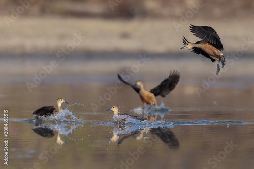 Tableau sur toile The lesser whistling duck, also known as Indian whistling duck or lesser whistling teal, is a species of whistling duck that breeds in the Indian subcontinent and Southeast Asia