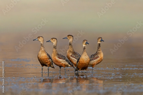 Schilderij op canvas The lesser whistling duck, also known as Indian whistling duck or lesser whistling teal, is a species of whistling duck that breeds in the Indian subcontinent and Southeast Asia