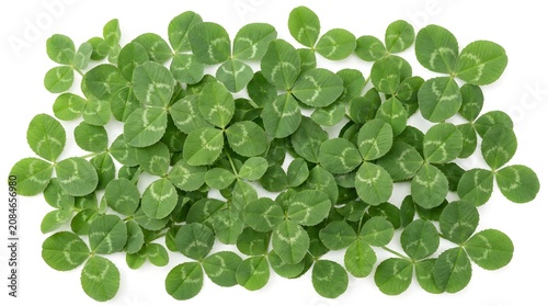 Cluster of green clover leaves on white background good luck symbol.