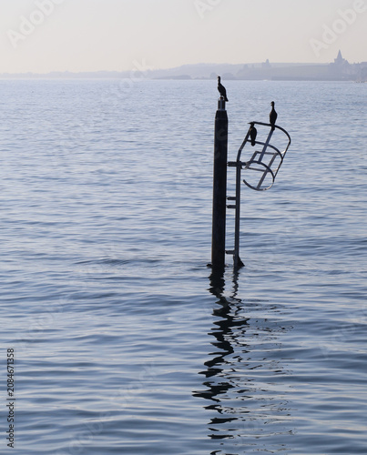 Cormorants on a pole at Pittenweem harbour
