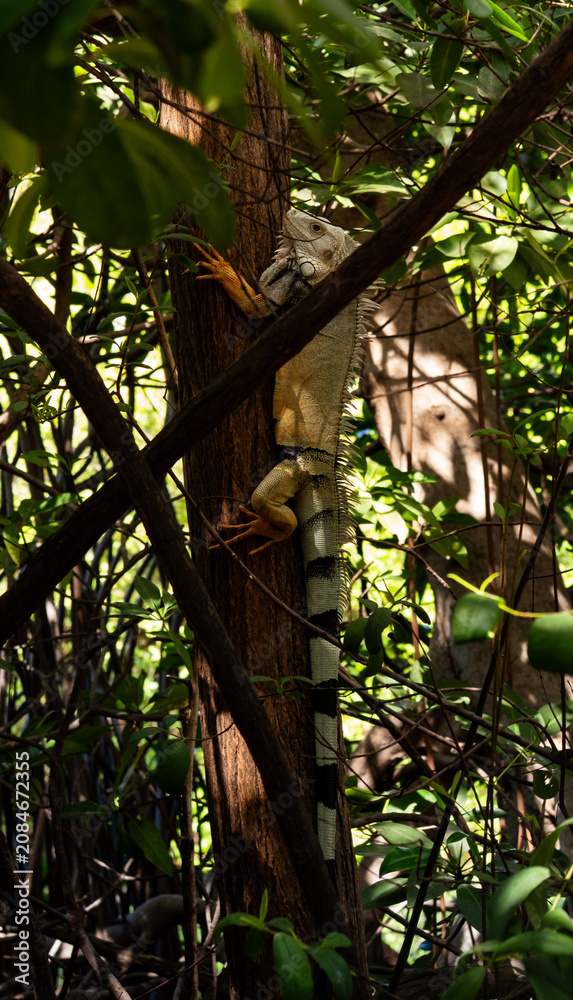 Fototapeta premium iguana on tree