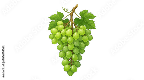 Tableau sur toile Bunch of green grapes with leaves on stem illustration