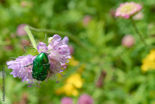 Rose chafer (Cetonia aurata) on a field scabious (Knautia arvensis) flower. A white spider is blurred in the background