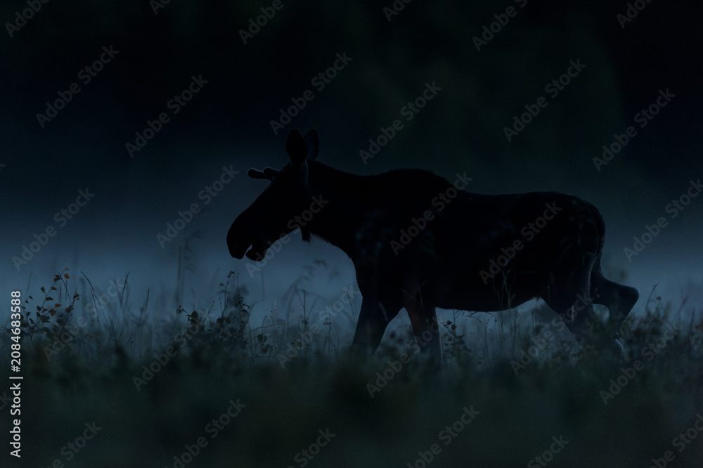Fototapeta premium Moose walking over misty meadow at summer night