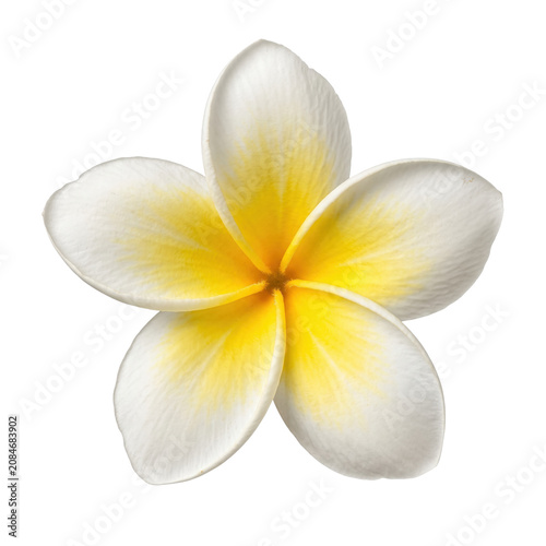 Beautiful white and yellow plumeria frangipani flower