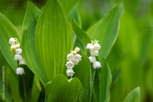 Foto Hidden beneath lush emerald leaves, tiny lily of the valley blossoms