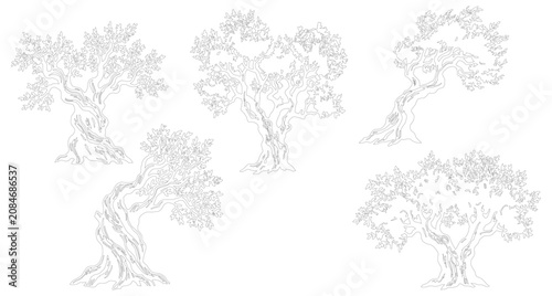 Vintage olive tree sketches, hand drawn botanical line art collection, set of 5 rustic olive tree vector illustrations for organic product packaging