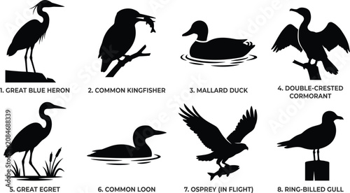 Water Birds and Waterfowl Silhouette Vector Set Featuring Heron, Kingfisher, Duck, Cormorant, Egret, Loon, Osprey, and Gull