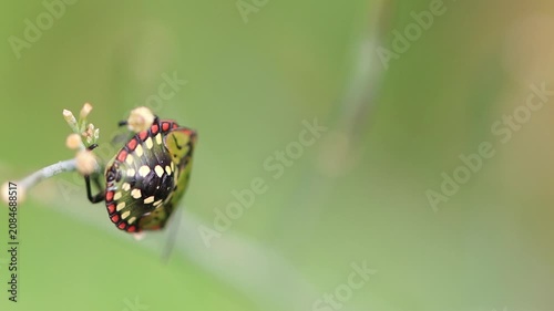 colorful green rice bug, close-up of the carapace of a colorful rice bug, bright colors, insect climbing over stalks, striking insect, green leaves in the background, Nezara viridula