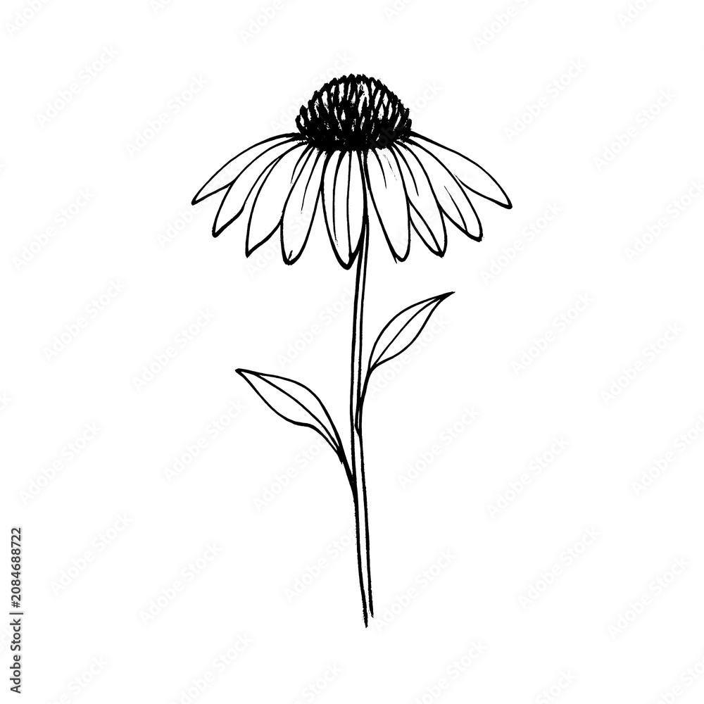 Fototapeta premium PNG Minimalist black and white flower