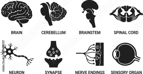 Foto Human Nervous System Icon Set Featuring Brain, Cerebellum, Brainstem, Spinal Cor