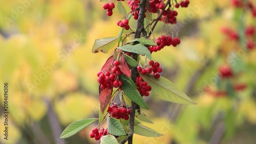 Cotoneaster coriaceus, bright red cotoneaster berries on the branches, branches full of glossy red cotoneaster fruits, green leaves, yellow-green background