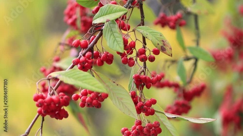 Bright red cotoneaster berries on the branches, branches full of glossy red cotoneaster fruits, green leaves, yellow-green background, Cotoneaster coriaceus