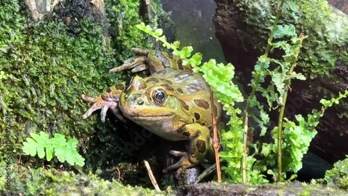 Northern leopard frog close up among moss and ferns in terrarium