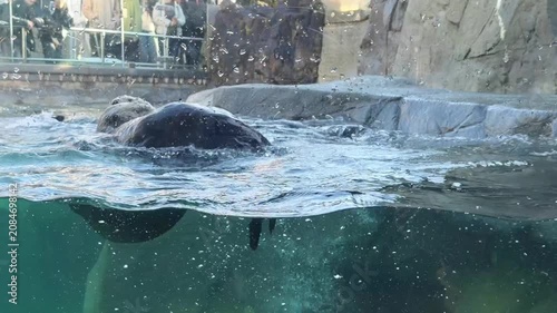 Group of sea otters swimming and playing in aquarium pool