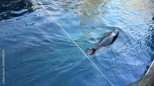 Sea lion swimming at surface in blue water, aquarium pool