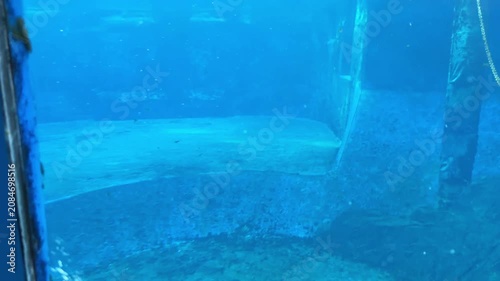 Sea lion swimming underwater in deep blue aquarium tank