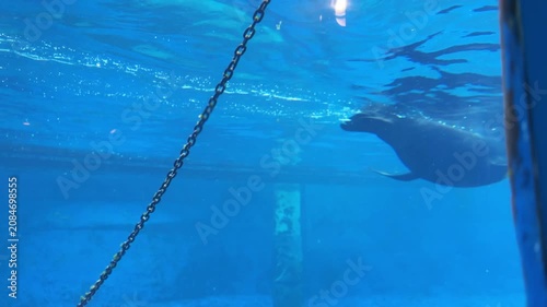 Sea lion swimming underwater in deep blue aquarium tank