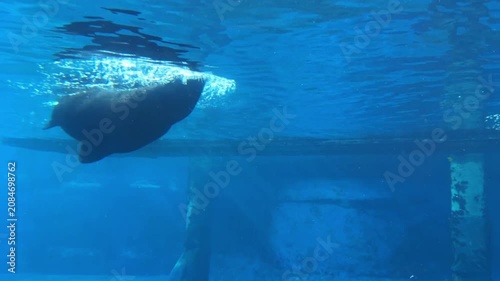 Sea lion swimming underwater in deep blue aquarium tank
