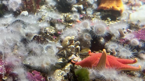 Orange starfish and crab among white plumose anemones on cold water reef