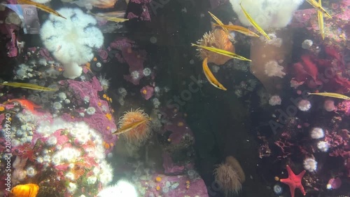 School of tubesnout fish over colorful cold water reef with anemones in aquarium
