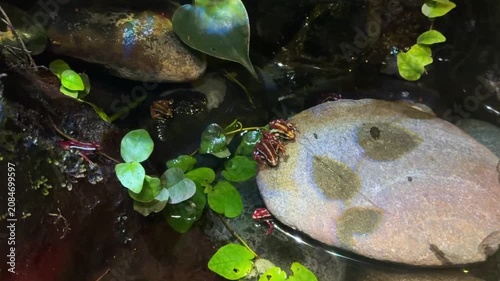 Poison dart frogs on rock among green plants in terrarium