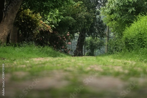 Low angle view of a peaceful dirt path covered in green grass surrounded by lush trees