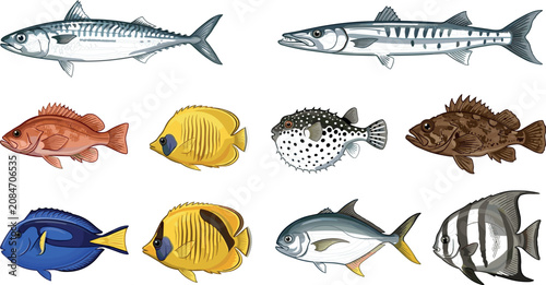 Vászonkép Ocean Sea Fish Species Vector Collection Featuring Mackerel Barracuda Grouper Pu