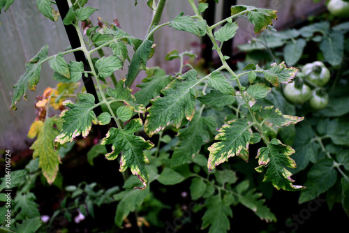 Tableau sur toile tomato leaf with yellow spots close-up