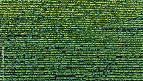 Aerial view of a vast field of blooming sunflowers arranged in neat rows across the agricultural landscape in Sremska Mitrovica, Vojvodina, Serbia.