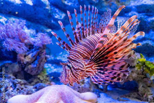 Obraz na plátně Lionfish Reef Aquarium