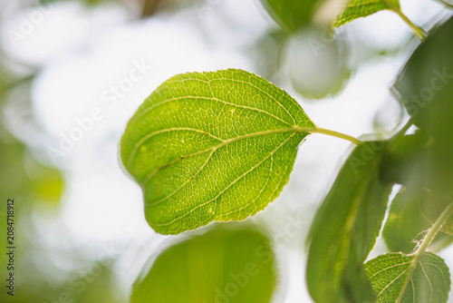 Фотография Macro leaf pattern veins illuminated morning natural sunlight bocce natural copy