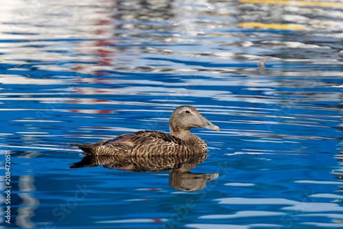 Canvastavla Eider
