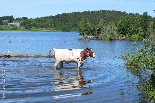 Canvas Print Bull in the water