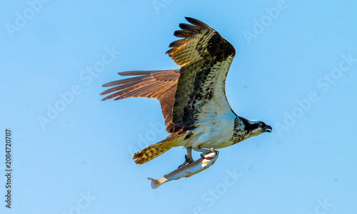 An impressive action photograph of an Osprey (Pandion haliaetus) soaring through a clear blue sky while clutching a freshly caught trout in its talons. The raptor is captured mid-air