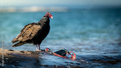 Turkey Vulture Eating a Cormorant on Georgian Bay