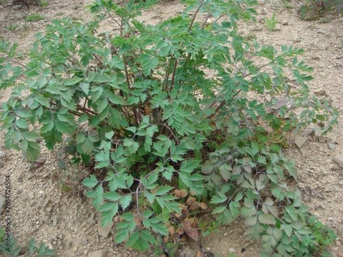 Canvastavla Corydalis ochotensis is a biennial wildflower in Korea known for its sprawling viny growth habit