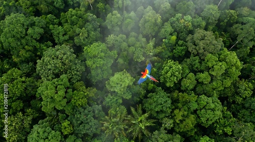 Scarlet macaw flying over the dense green rainforest canopy aerial view