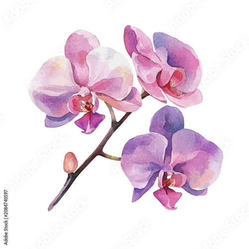Orchid Flower, vibrant watercolor vector, isolated on a white background, high quality and detailed design.
