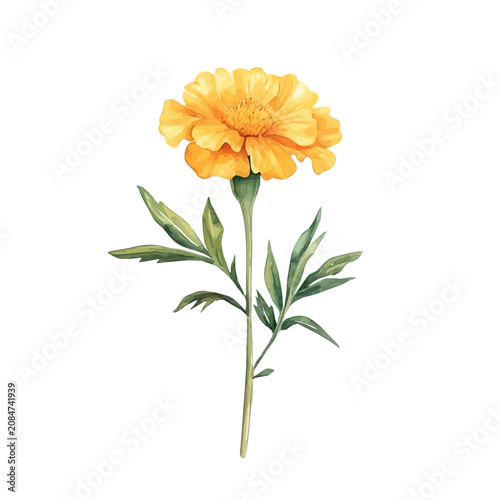 Marigold Flower, vibrant watercolor vector, isolated on a white background, high quality and detailed design.