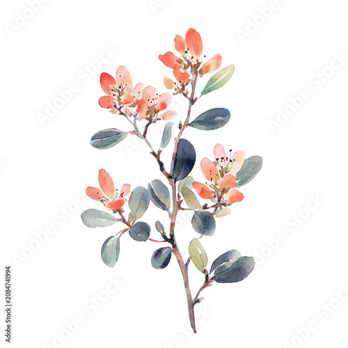 Manzanita Flower, detailed watercolor painting, isolated on a white background.